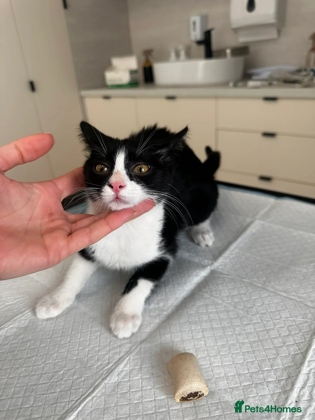 Mixed Breed cats for adoption: Cream for adoption - Advert 6