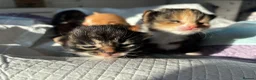 Mixed Breed cats for sale: Beautiful Maine Coon Mix Kittens – 2 Available - Advert 33
