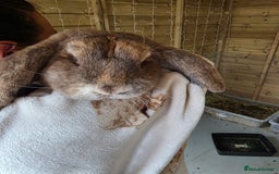 British Giant rabbits for sale: 2 Giant French Lops Male - Image 3