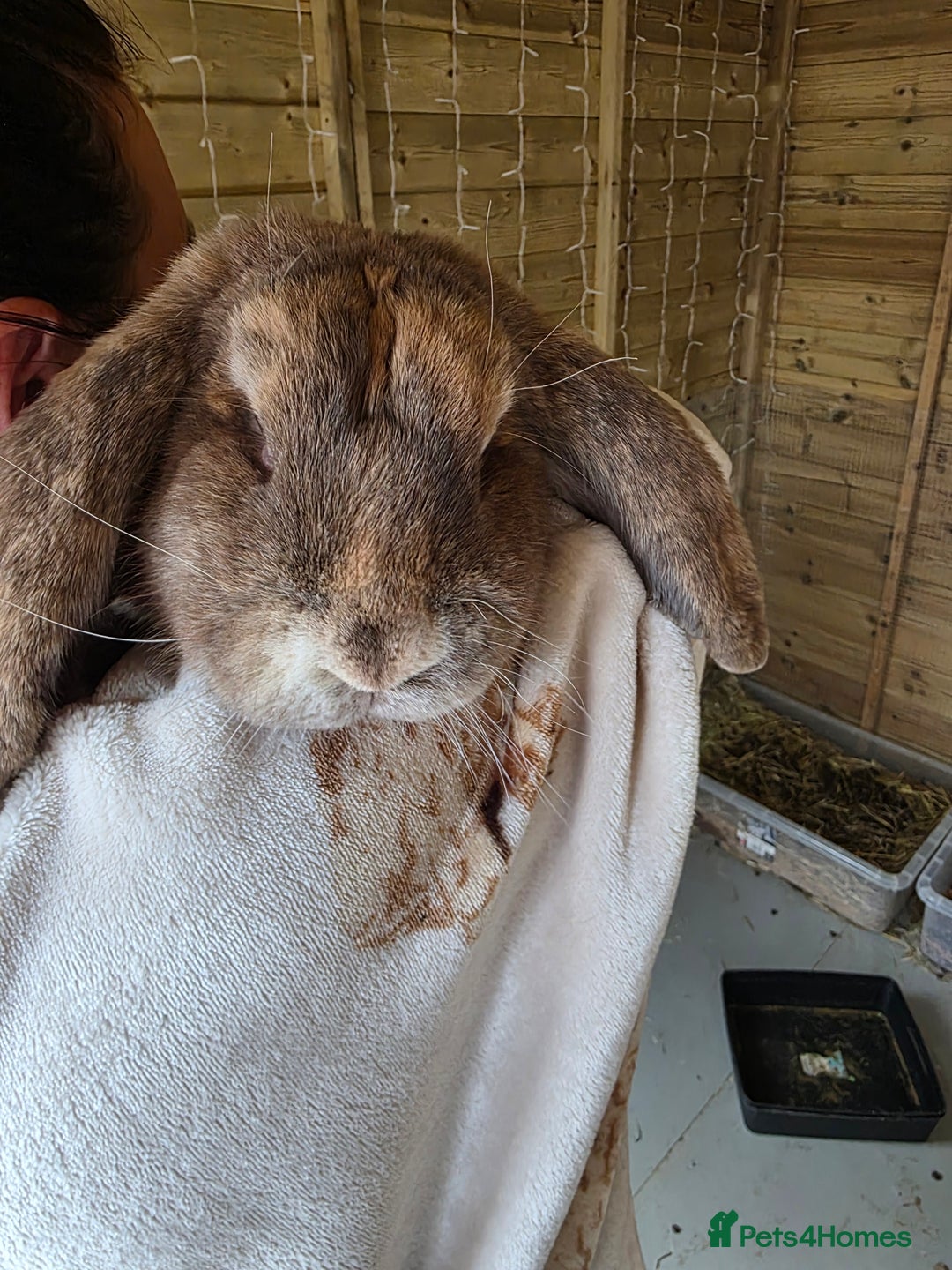 British Giant rabbits for sale: 2 Giant French Lops Male - Image 3