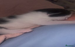 Mixed Breed cats for sale: Kittens for sale - Image 3