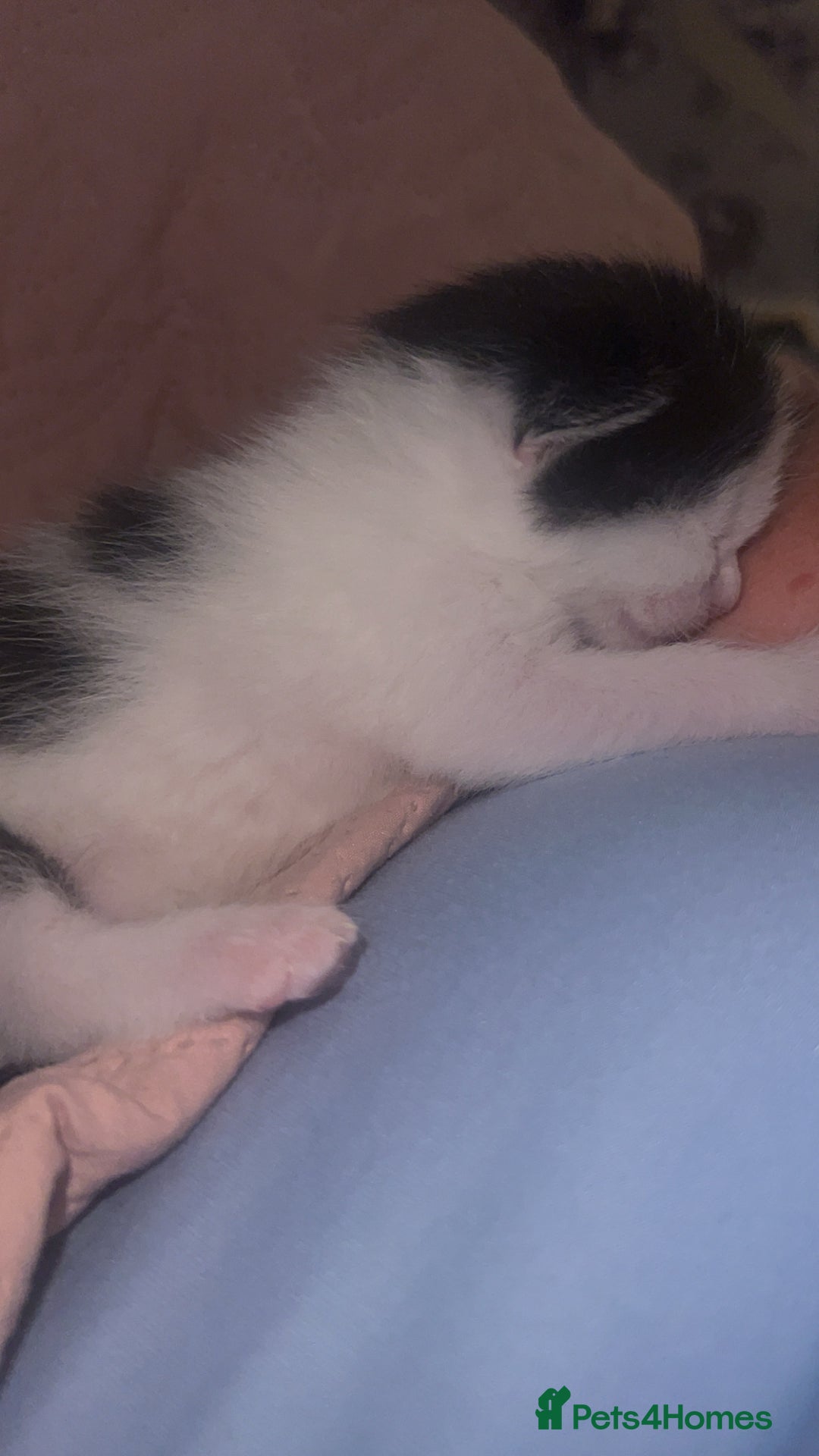 Mixed Breed cats for sale: Kittens for sale - Image 3