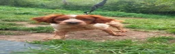 Brittany Spaniel dogs for adoption: Xenon - 3 year old Brittany  - Advert 3