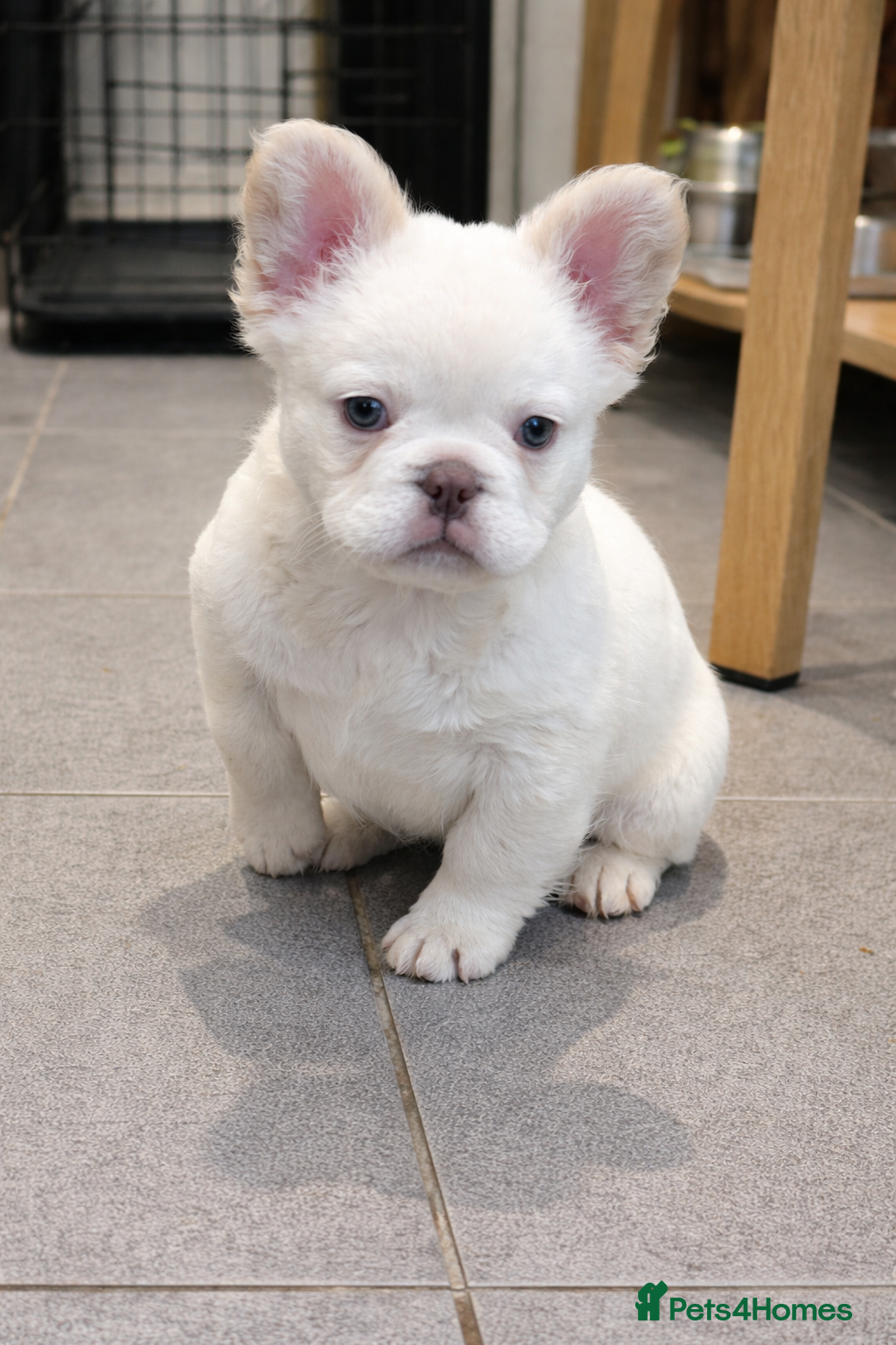 French Bulldog dogs COUNCIL LICENSED BREEDER LAST FEMALE LEFT - Advert 3