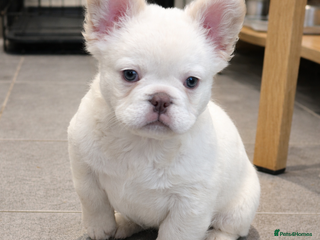French Bulldog dogs COUNCIL LICENSED BREEDER LAST FEMALE LEFT - Advert 3