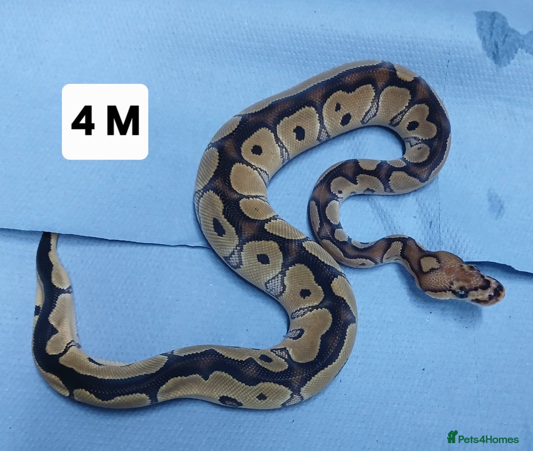 Python Snake reptiles for sale: Hatchling Royal Pythons Males  - Advert 14