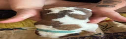 Saint Bernard dogs for sale: Exceptional St Bernard Puppies - Advert 15
