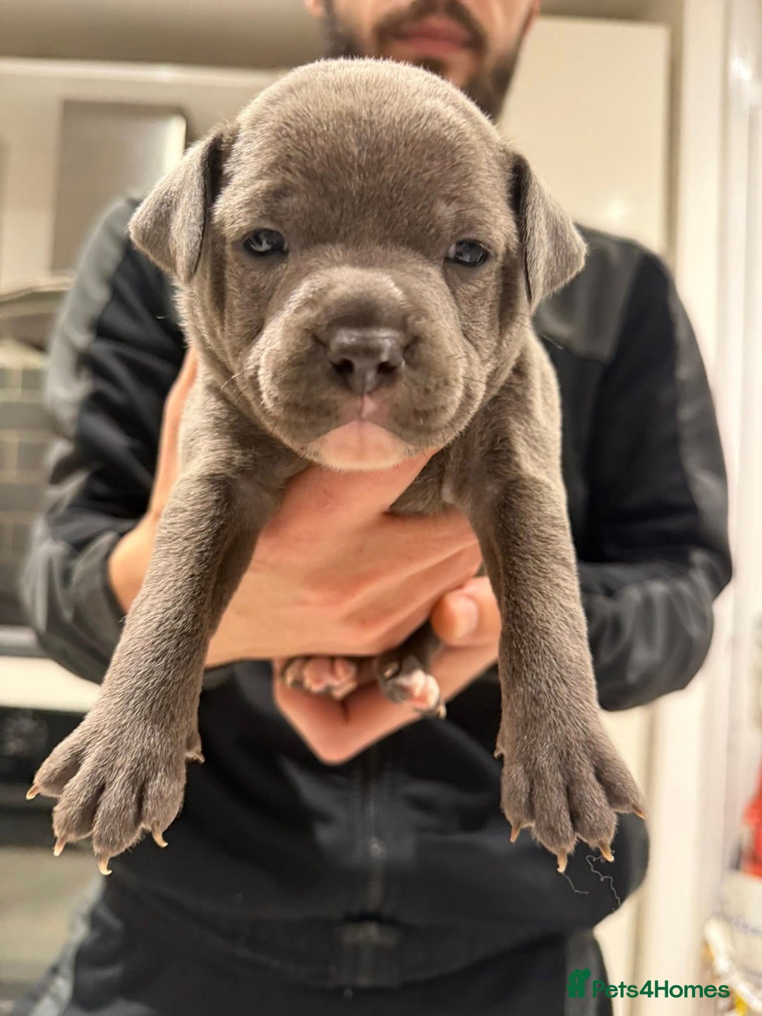 Staffordshire Bull Terrier dogs for sale: KC blue staffordshire bull terrier - Advert 7