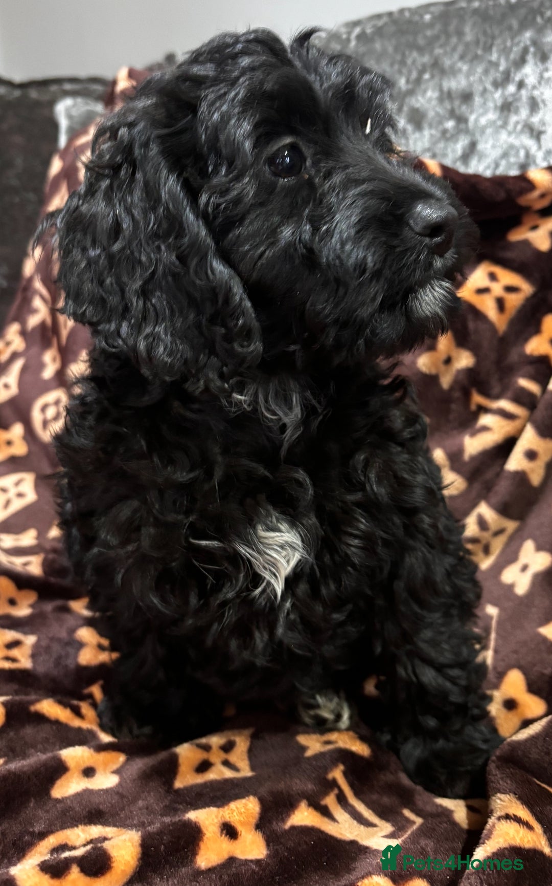Cockapoo dogs for sale: Gorgeous litter of cockapoo puppies  - Advert 6
