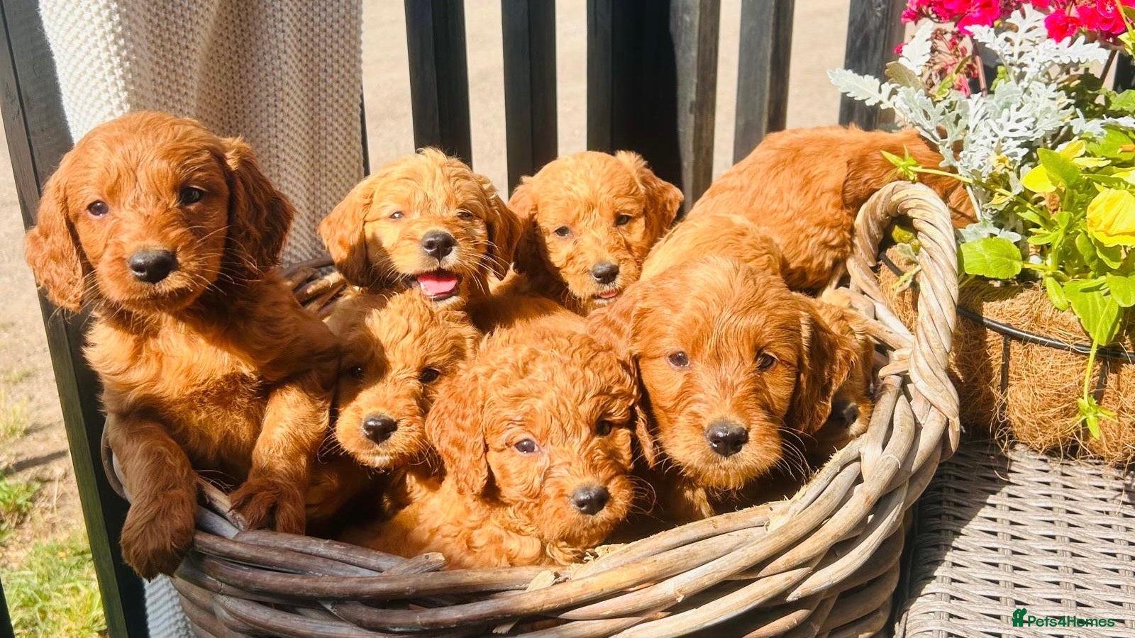 Mini Goldendoodle dogs 🧡❤️ GORGEOUS MINI GOLDENDOODLE PUPPIES ❤️🧡 - Advert 4