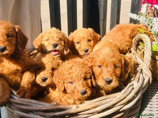 Mini Goldendoodle dogs 🧡❤️ GORGEOUS MINI GOLDENDOODLE PUPPIES ❤️🧡 - Advert 6