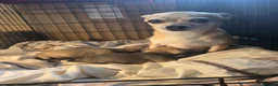 Chihuahua dogs for sale: 2 female pups - Advert 4