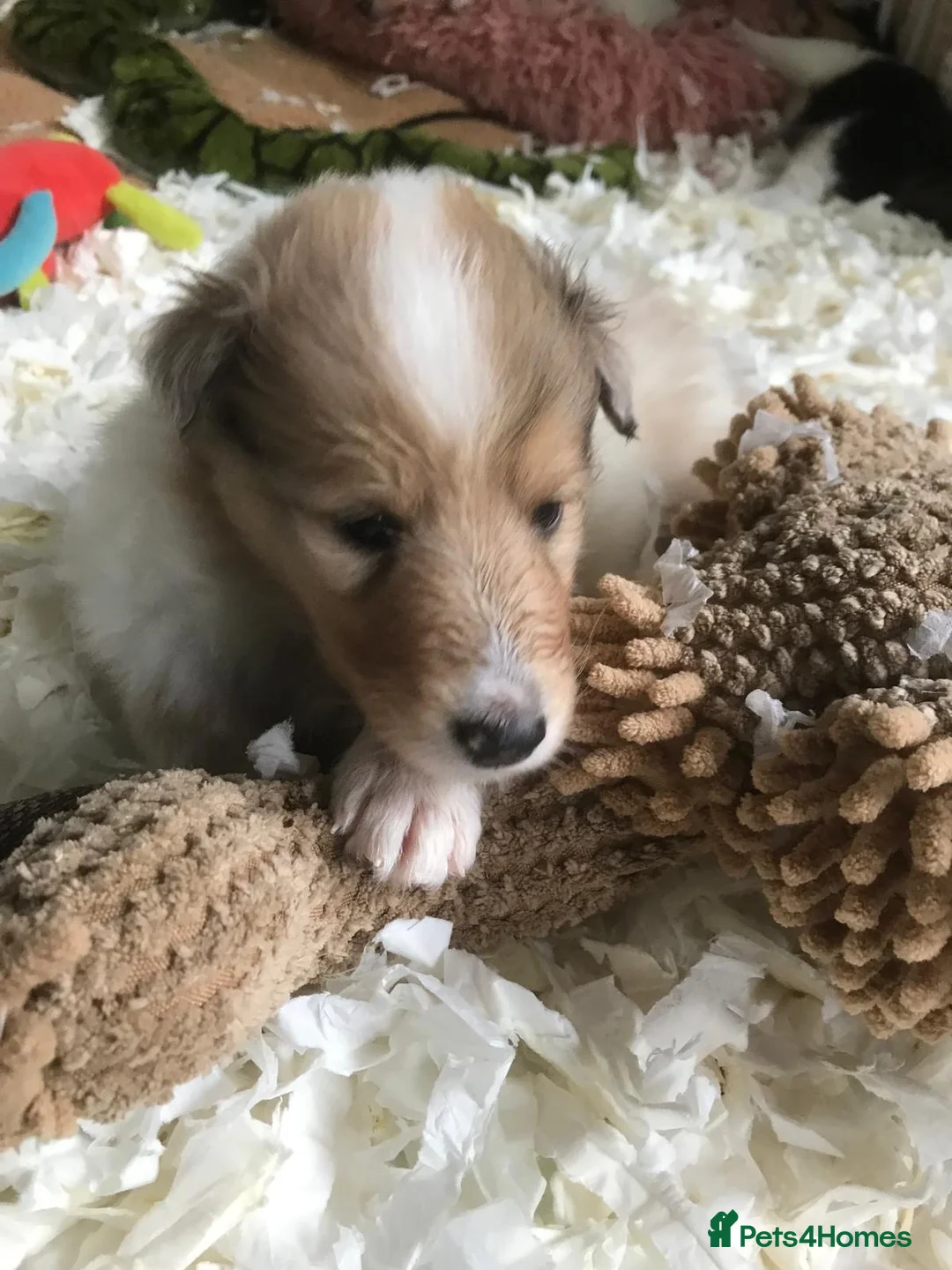 Rough Collie dogs for sale: Top Healthy Puppies, clear DNA CEA-DM-MDR1, PRA - Advert 2