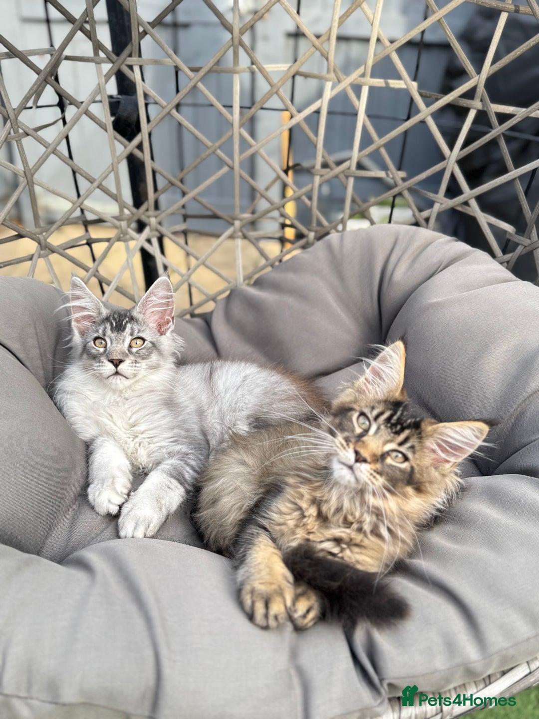 Maine Coon cats for sale: Perfect Maine Coons - Image 6