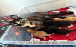 Domestic Shorthair cats for sale: 6 beautiful babies 5 boys and 1 girl - Image 1