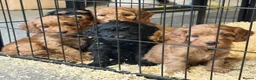 Cockapoo dogs for sale: ADORABLE COCKAPOOS  - Advert 16