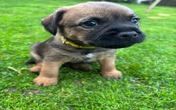 Border Terrier dogs for sale: BORDER TERRIER PUPPIES FOR SALE - Image 10