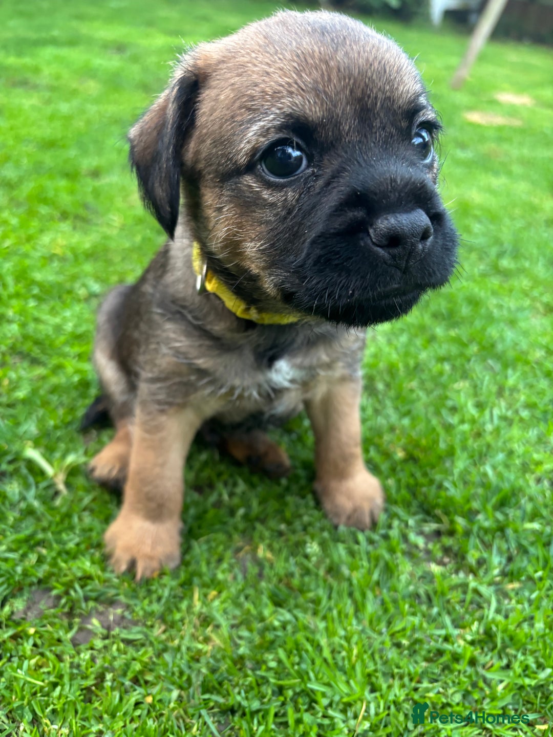 Border Terrier dogs for sale: BORDER TERRIER PUPPIES FOR SALE - Image 10