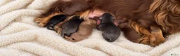 Miniature Dachshund dogs for sale: Beautiful KC reg long haired miniature dachshunds  in Portsmouth - Advert 1