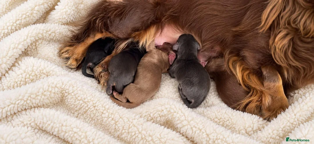 Miniature Dachshund dogs for sale: Beautiful KC reg long haired miniature dachshunds  in Portsmouth - Advert 1
