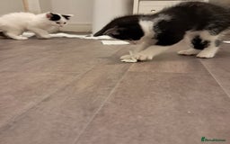 Mixed Breed cats for sale: 4 kittens for sale - Image 9
