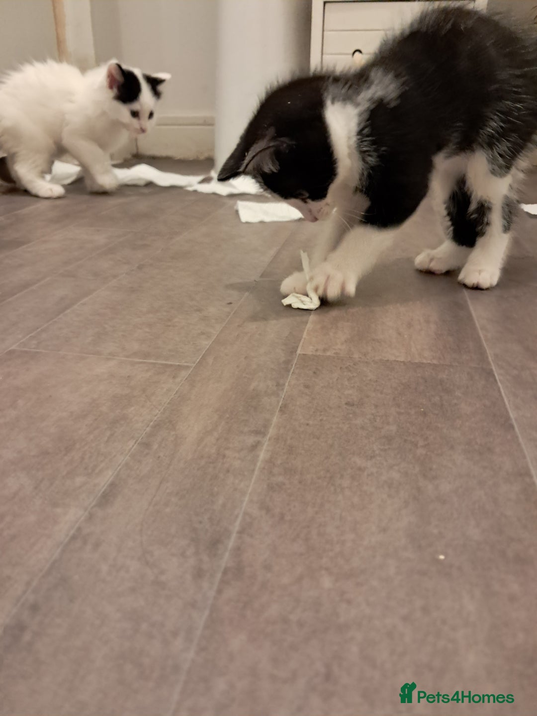 Mixed Breed cats for sale: 4 kittens for sale - Image 9