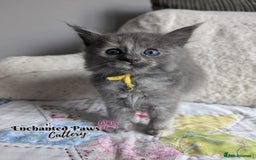 Ragcoon cats for sale: Stunning Ragcoon kittens! - Image 10