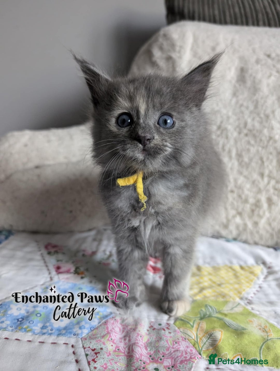 Ragcoon cats for sale: Stunning Ragcoon kittens! - Image 10
