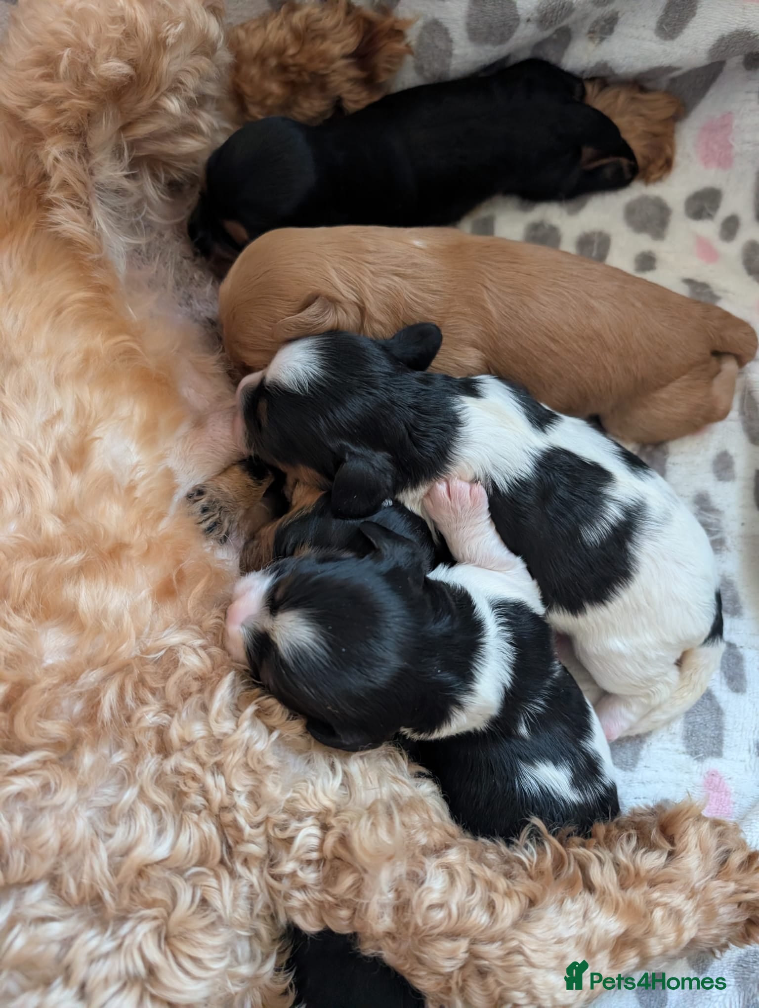 Cavapoo dogs Pretty CAVAPOO pups. Health tested parents - Advert 1