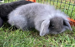 Mini Lop rabbits for sale: Male mini lop babies READY TO LEAVE  - Image 7