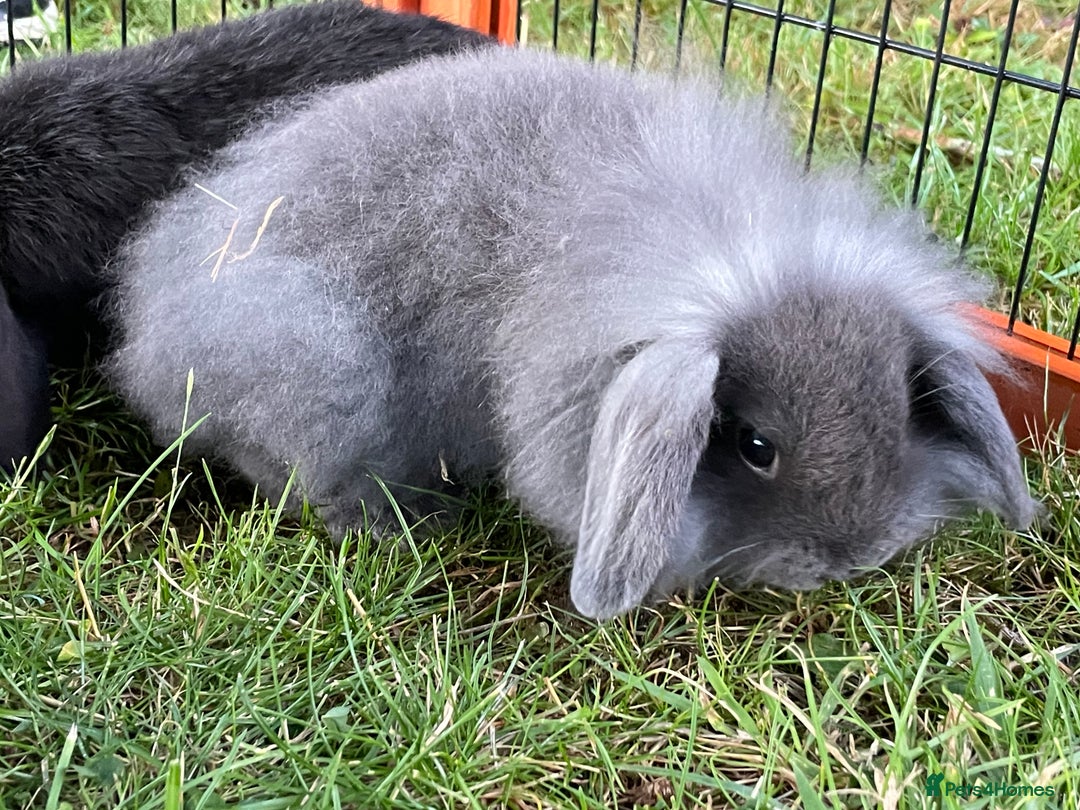 Mini Lop rabbits for sale: Male mini lop babies READY TO LEAVE  - Image 7