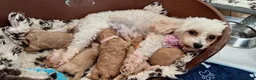 Cavapoochon dogs for sale: Gorgeous Health tested F1 Cavapoochon pups - Advert 2