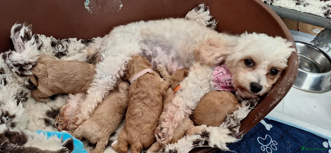 Cavapoochon dogs for sale: Gorgeous Health tested F1 Cavapoochon pups - Advert 2
