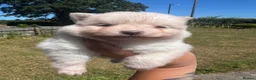 Pomsky dogs for sale: Pomsky Puppies - Advert 2