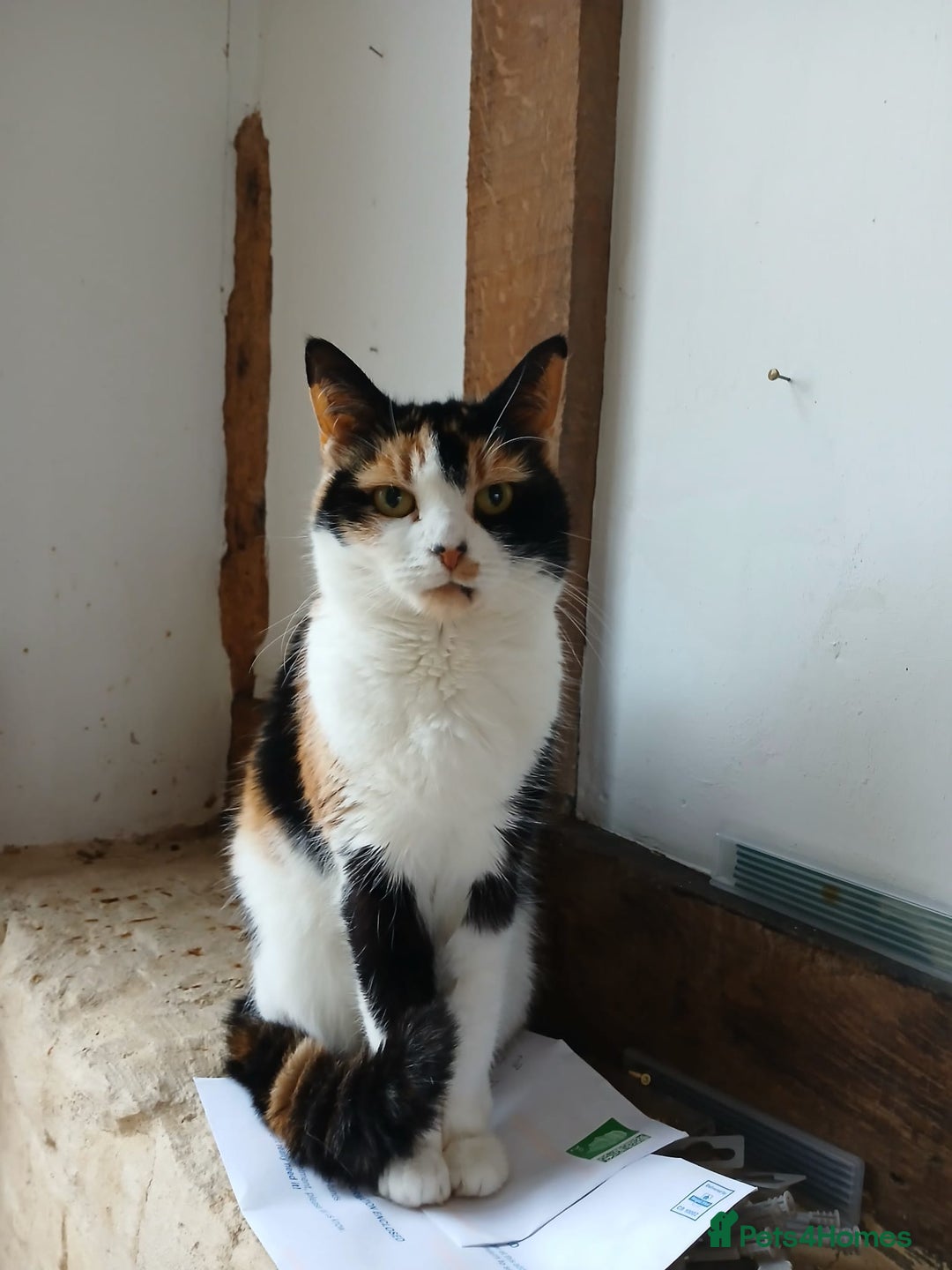 Mixed Breed cats for sale: Cat for sale - Advert 3