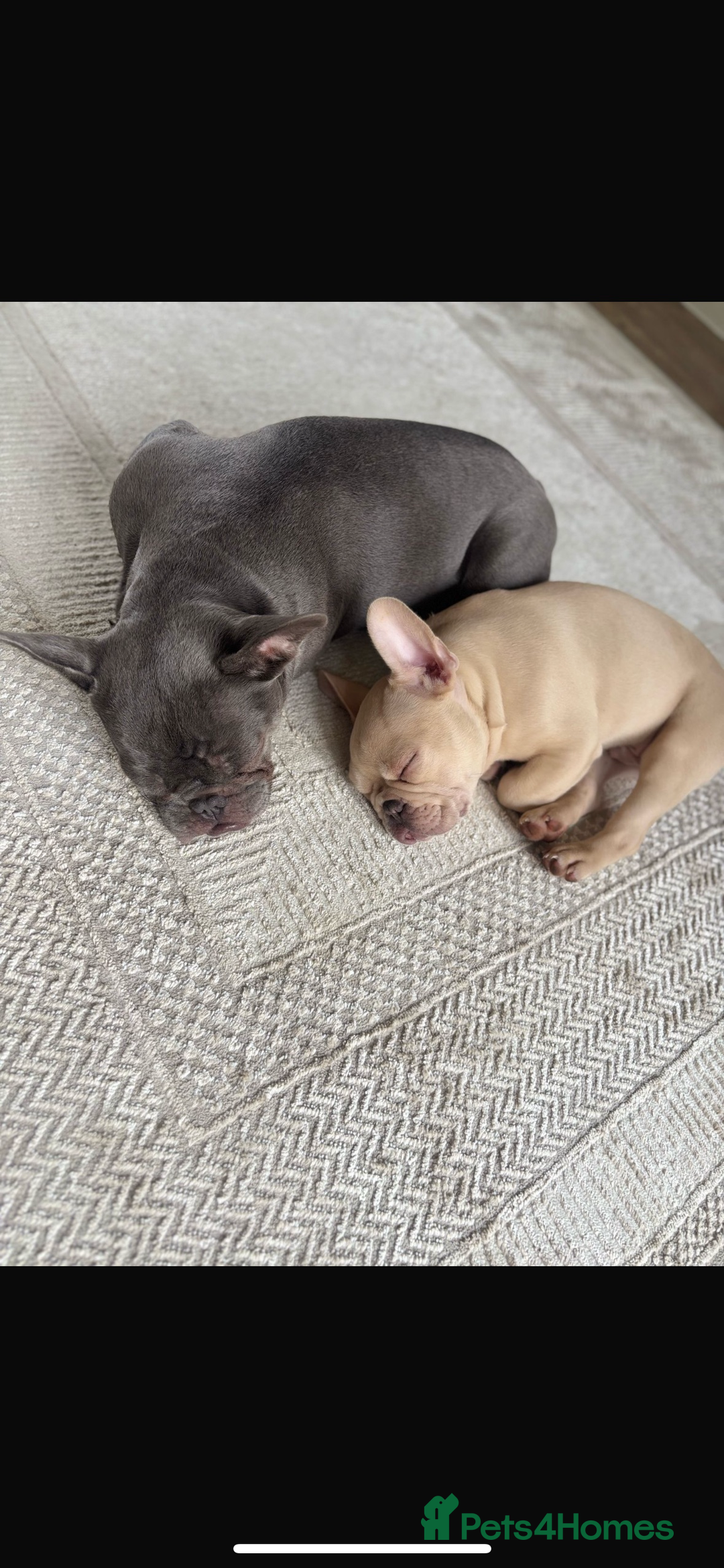 French Bulldog dogs for sale: REDUCED - FINAL 3 FRENCH BULLDOG PUPPIES - Advert 10