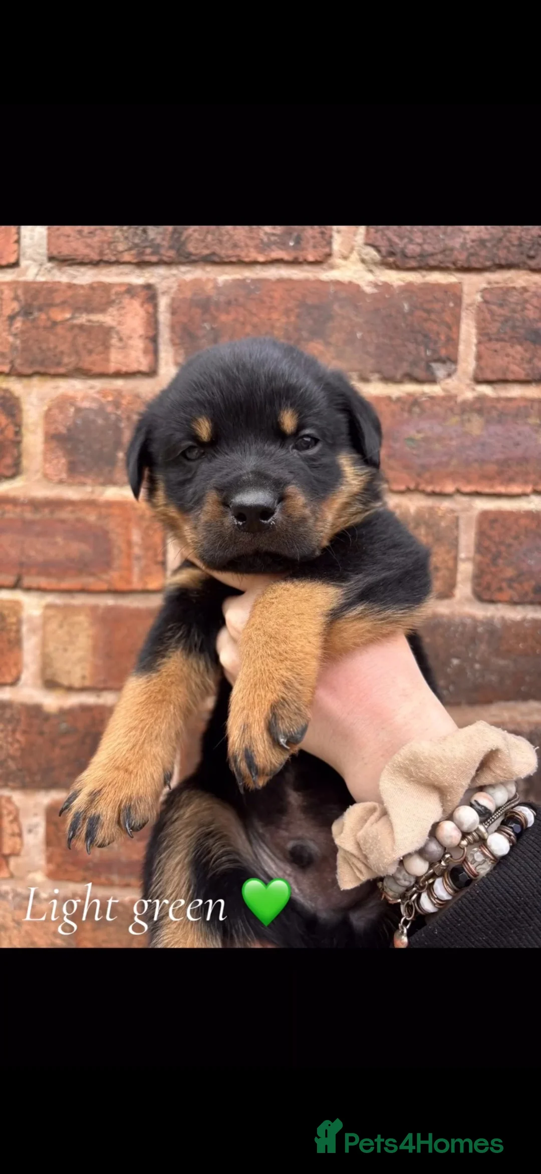 Rottweiler dogs for sale: Rottweiler puppies! - Advert 1
