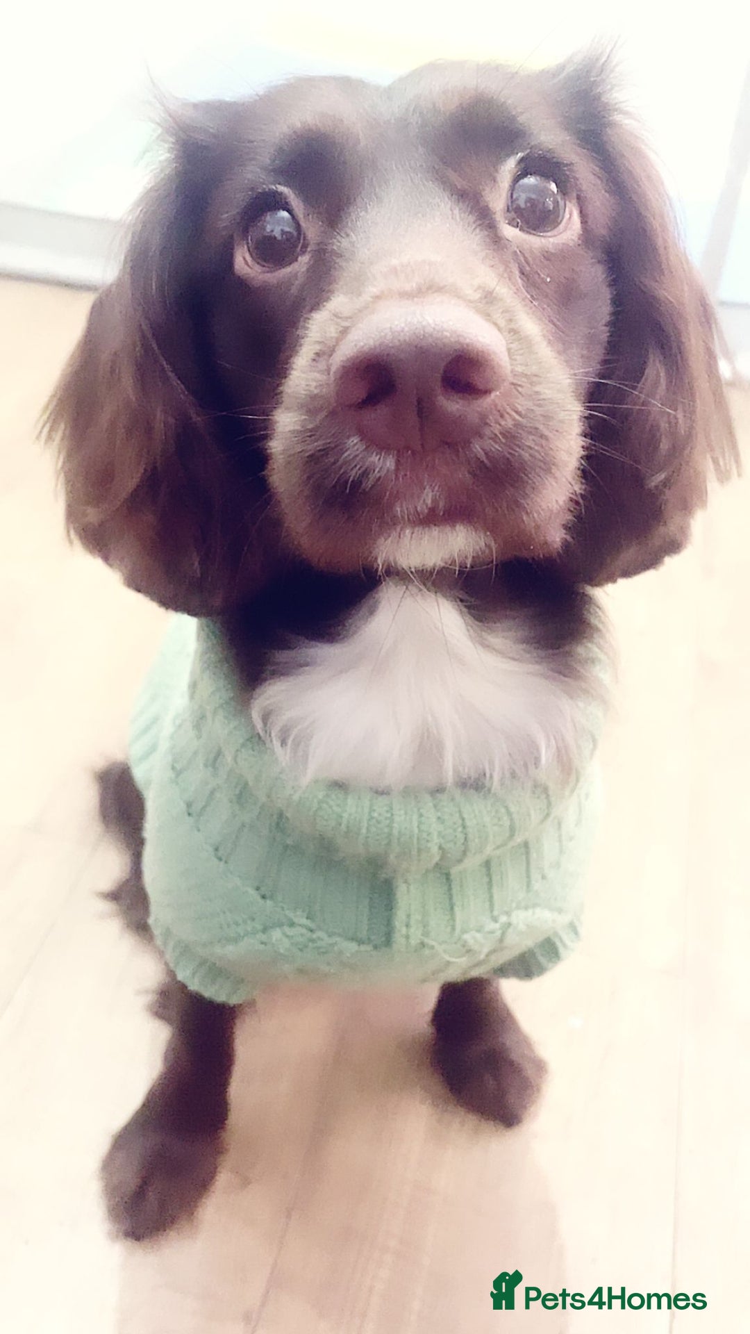 Sprocker dogs for sale: Female brown sprocker - Advert 7