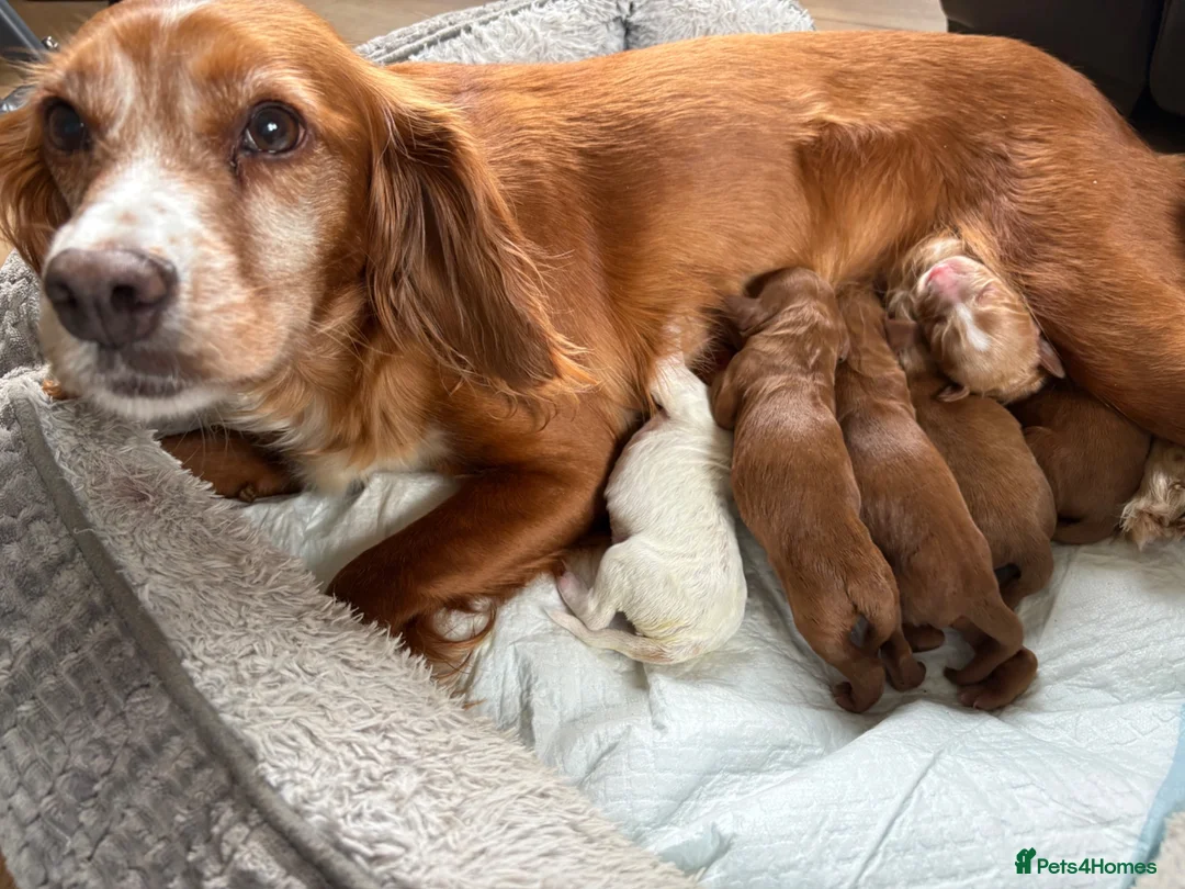 Cocker Spaniel dogs for sale: Working line cocker spaniel fantastic pedigree in Market Rasen - Advert 6