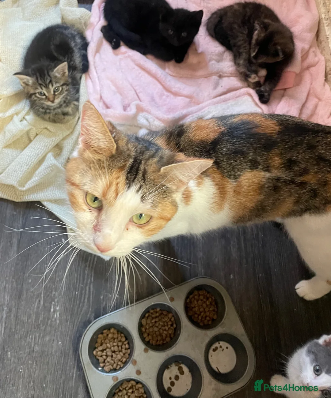 Mixed Breed cats for sale: Beautiful Kittens  in Manchester - Advert 2