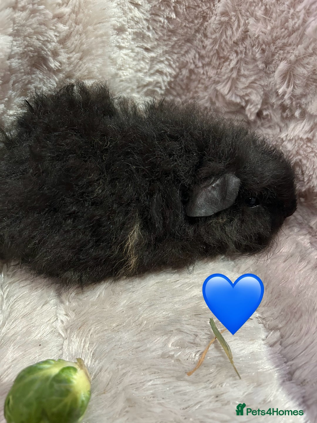 Guinea Pig rodents for sale: GORGEOUS BABY GUINEA PIGS - Advert 10