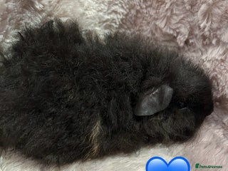 Guinea Pig rodents GORGEOUS BABY GUINEA PIGS - Advert 13