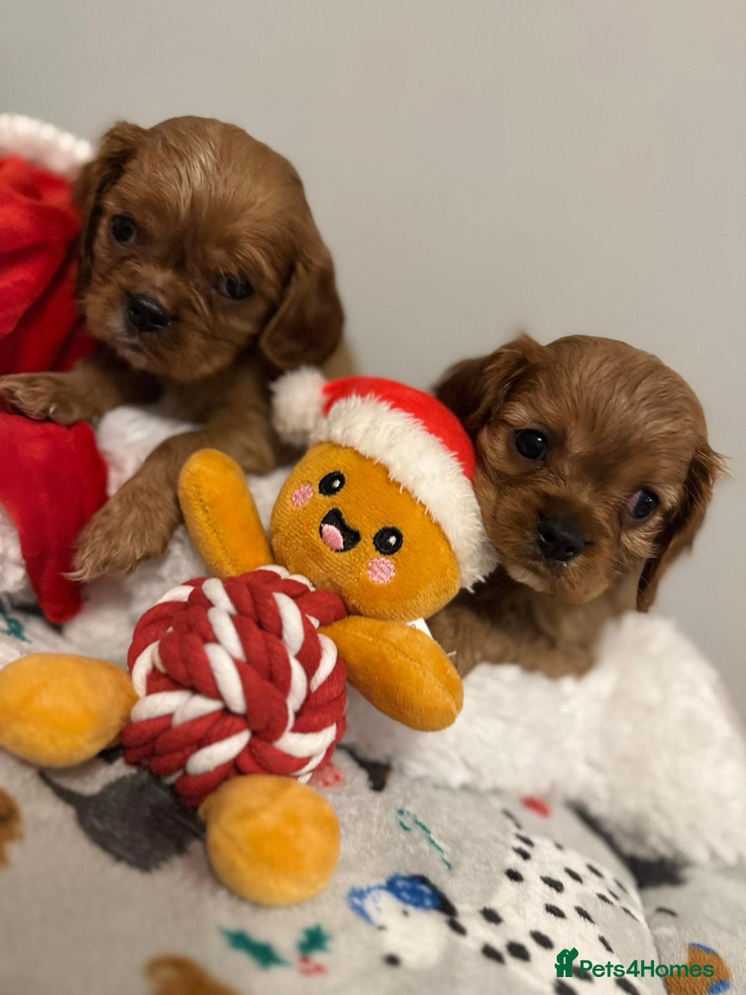 Cavalier King Charles Spaniel dogs for sale: Cavalier King Charles Spaniel Pups KC Reg - Advert 28