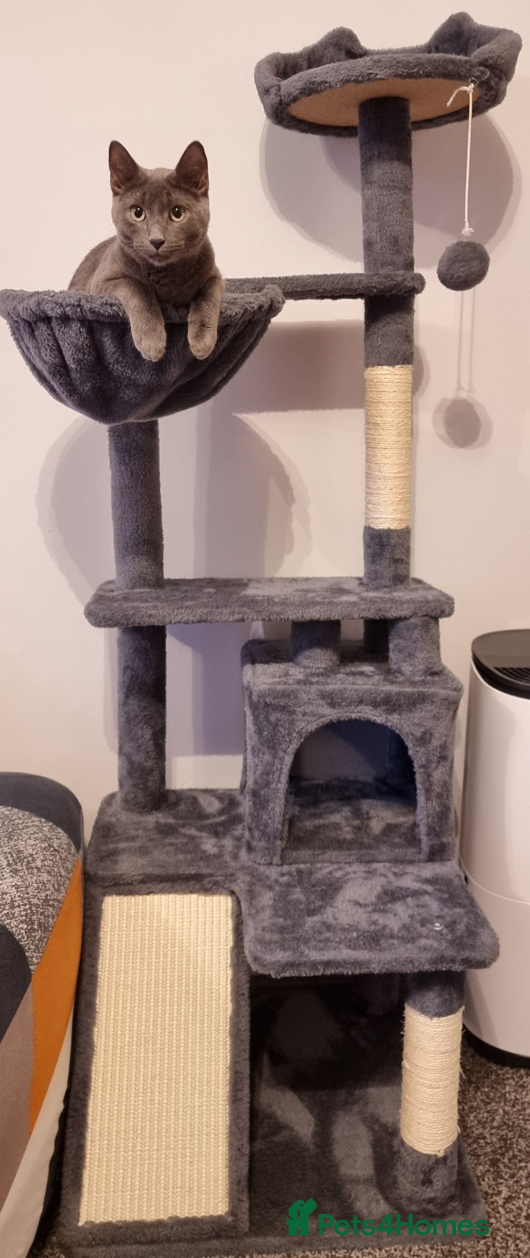 Russian Blue cats for sale: Blue Russian cross  - Advert 4