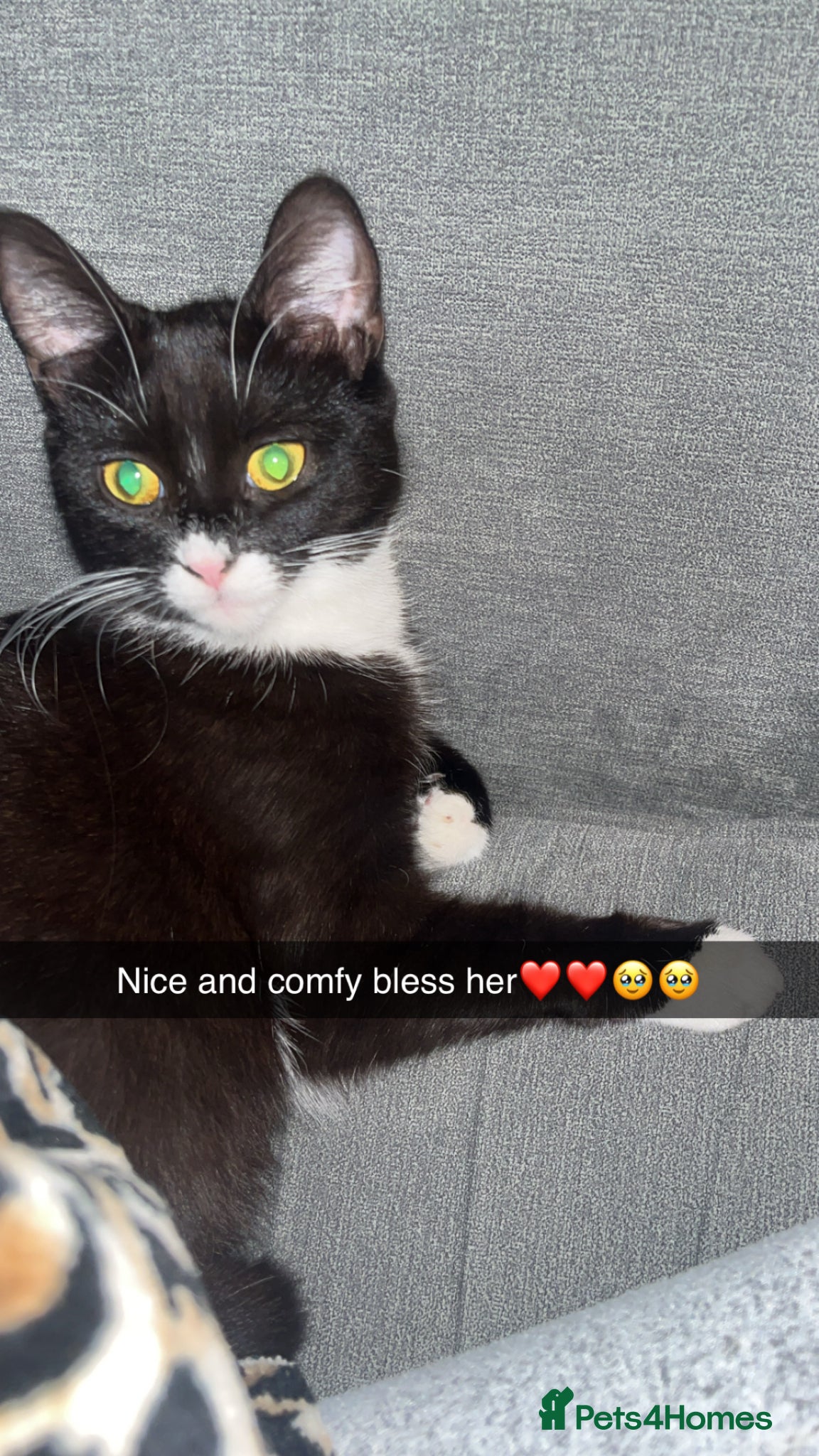 British Shorthair cats Cat for sale  - Advert 6