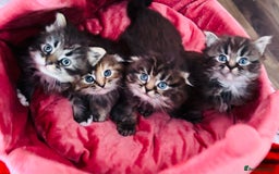 Scottish Fold cats for sale: Gorgeous Scottish Fold long hair - Image 4