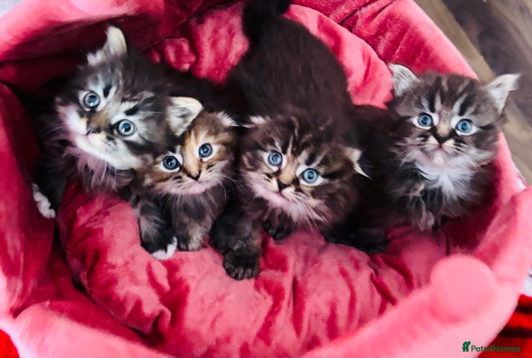 Scottish Fold cats for sale: Gorgeous Scottish Fold long hair - Image 4