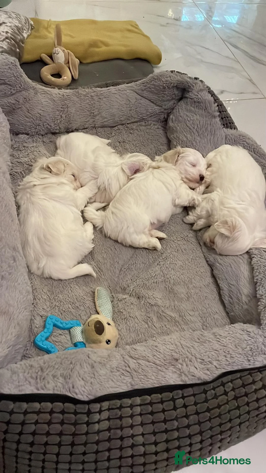 Bichon Frise dogs for sale: bichon frise - Advert 3