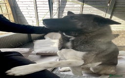 Akita dogs for stud: American bear head Akita for stud - Image 4