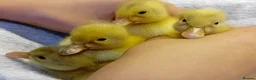 Ducks poultry for sale: Pure Silver Indian Runner Ducklings - Advert 3